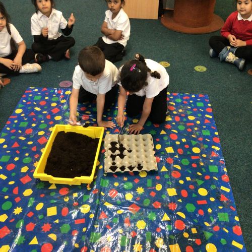 Planting Strawberries