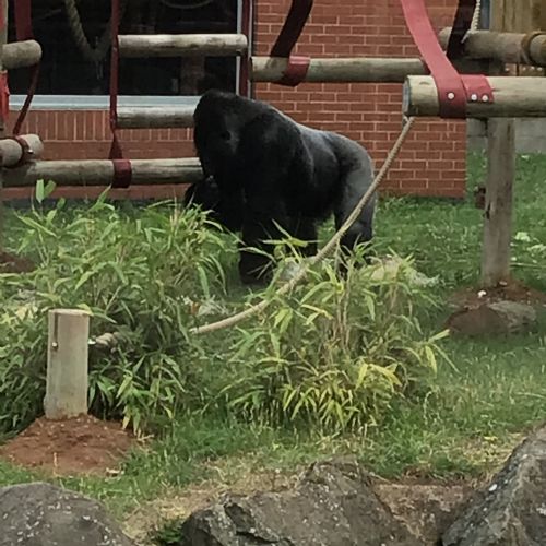 Week 1 - 06.06.25 - Twycross Zoo